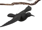 הדחליל המבהיל עורב כנפיים